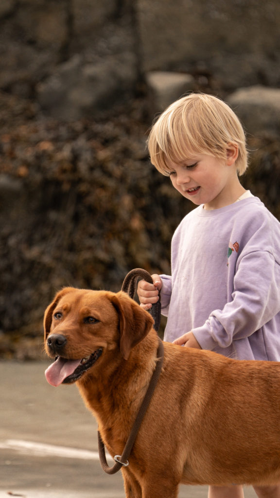 Ein kleiner, blonder Junge im Sweatshirt hält eine Leine in der Hand. Vor ihm befindet sich ein brauner Labrador.