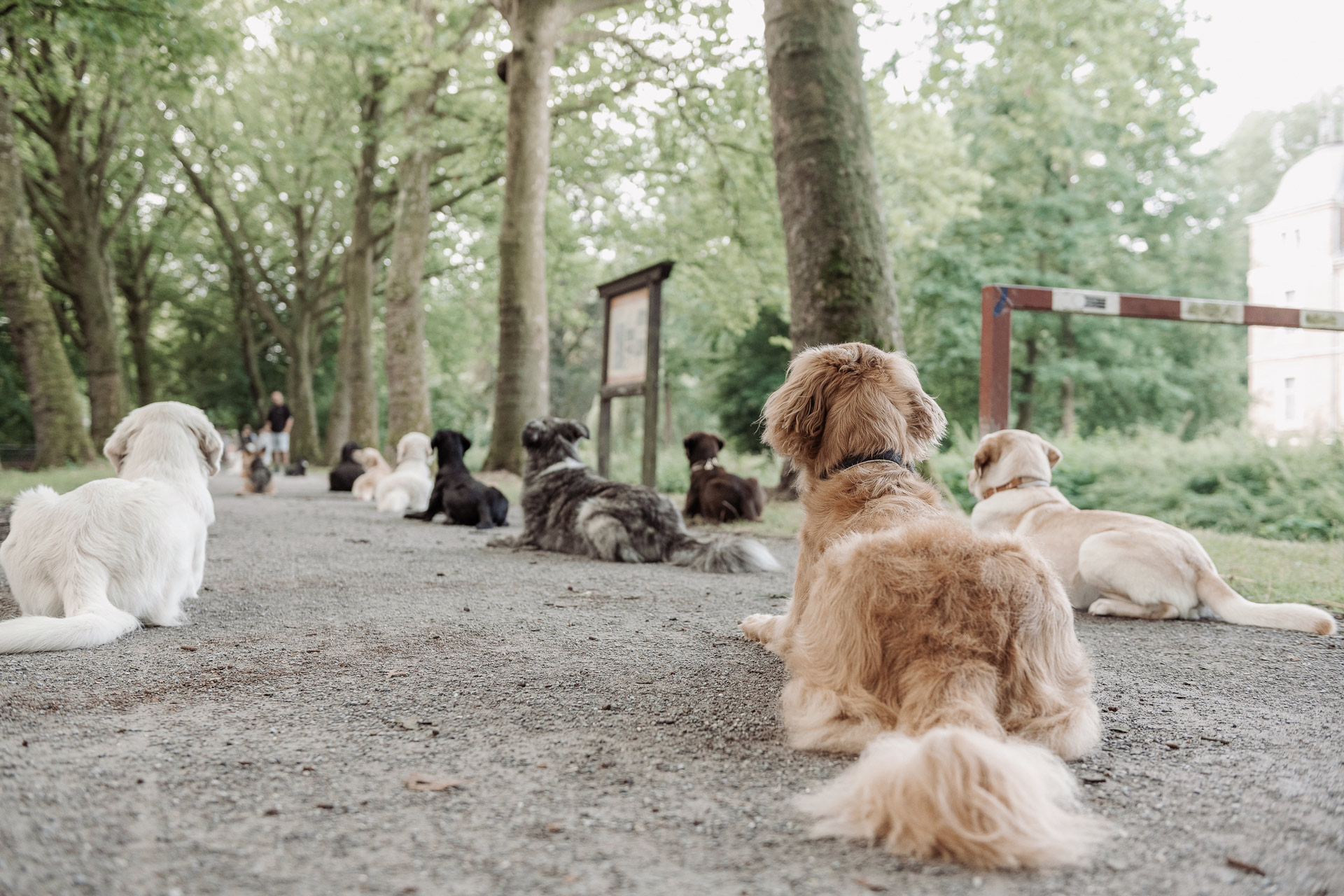 Mehrere Hunde liegen im Platz auf einer Allee. Alle schauen in die selbe Richtung von der Kamera weg.
