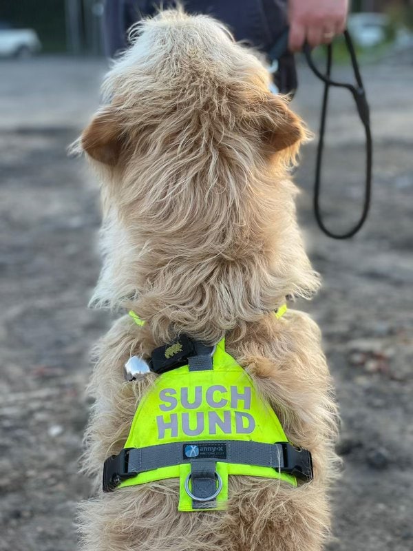 Blonder, langhaariger Hund hat ein Suchhundegeschirr mit einer silbernen Glocke an