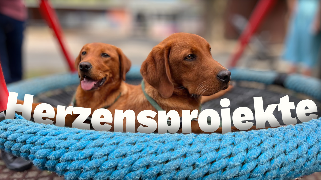 Zwei Labrador Therapiehunde auf einer Schaukel eines Kinderspielplatz