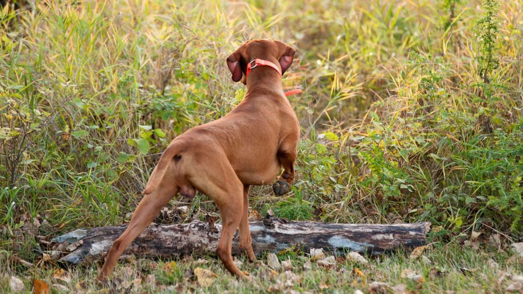Brauner Hund starrt in einen Busch und sucht nach Beute.