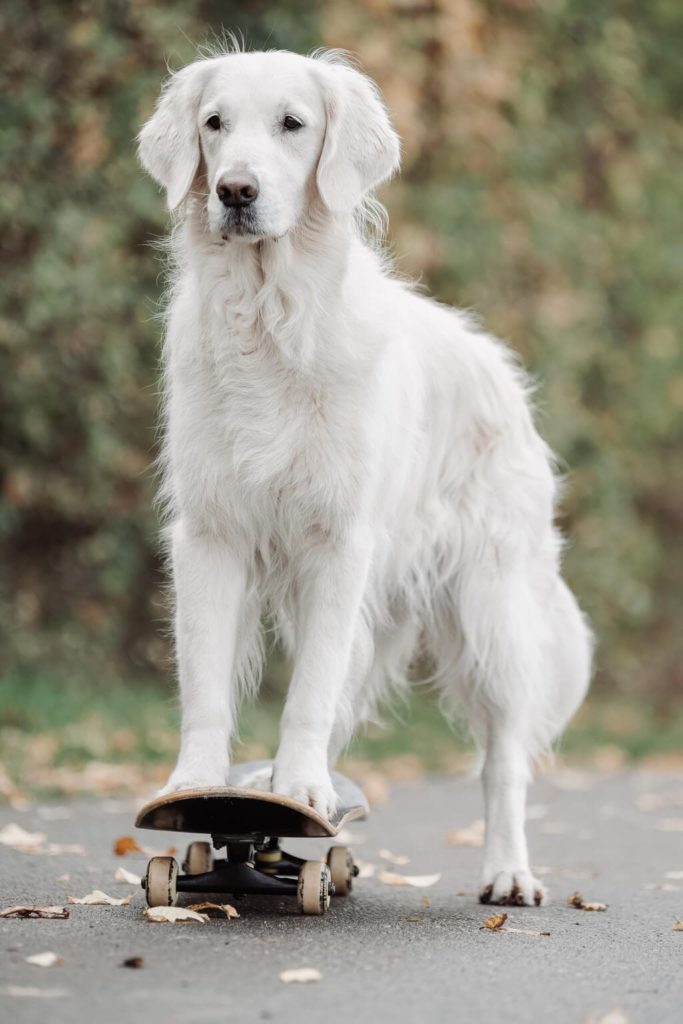 Ein weißer Hund steht auf einem Skateboard. Eine Pfote berührt den Boden um zu beschleunigen.