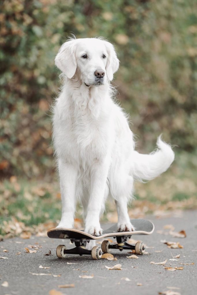 Ein weißer Hund steht auf einem Skateboard. Eine Pfote befindet sich auf dem Boden um das Skateboard anzuschieben