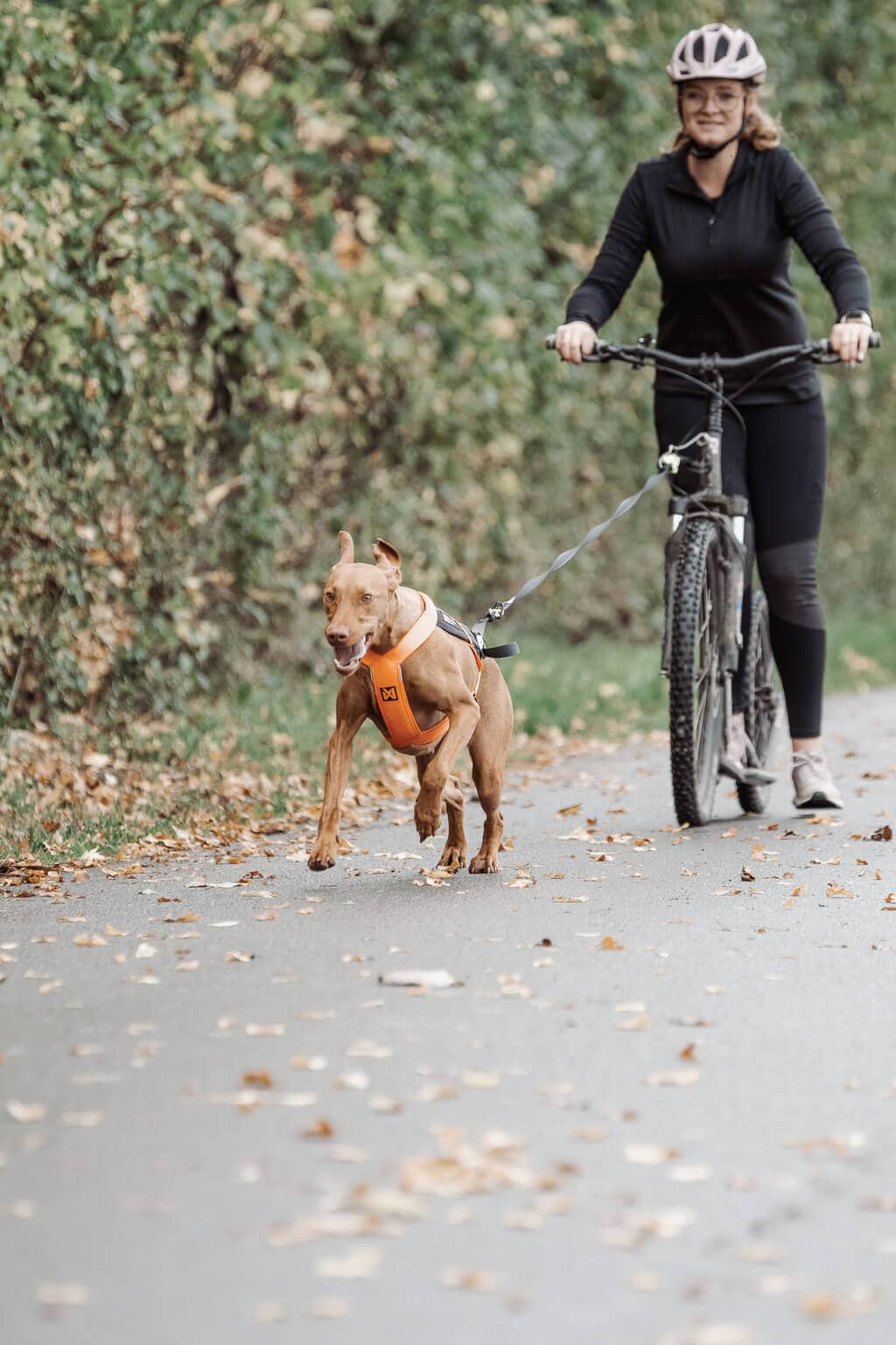 Hellbrauner Hund mit orangenem Zughundegeschirr zieht eine Frau auf einem Roller