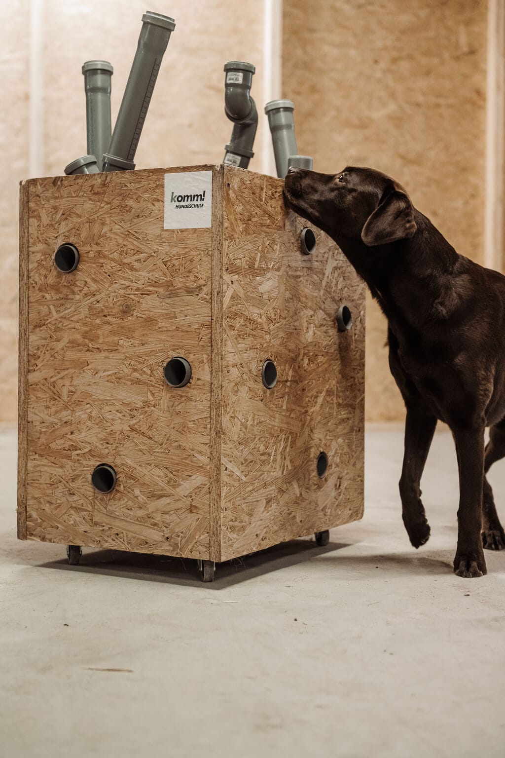 Ein dunkelbrauner Hund durchsucht eine Holzbox um Düfte zu identifizieren beim Duftidentifikationstraining