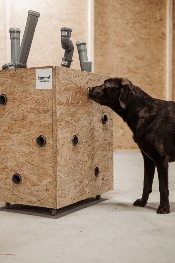 Ein dunkelbrauner Hund steck seine Nase in eine Holzbox um Düfte zu identifizieren beim Duftidentifikationstraining