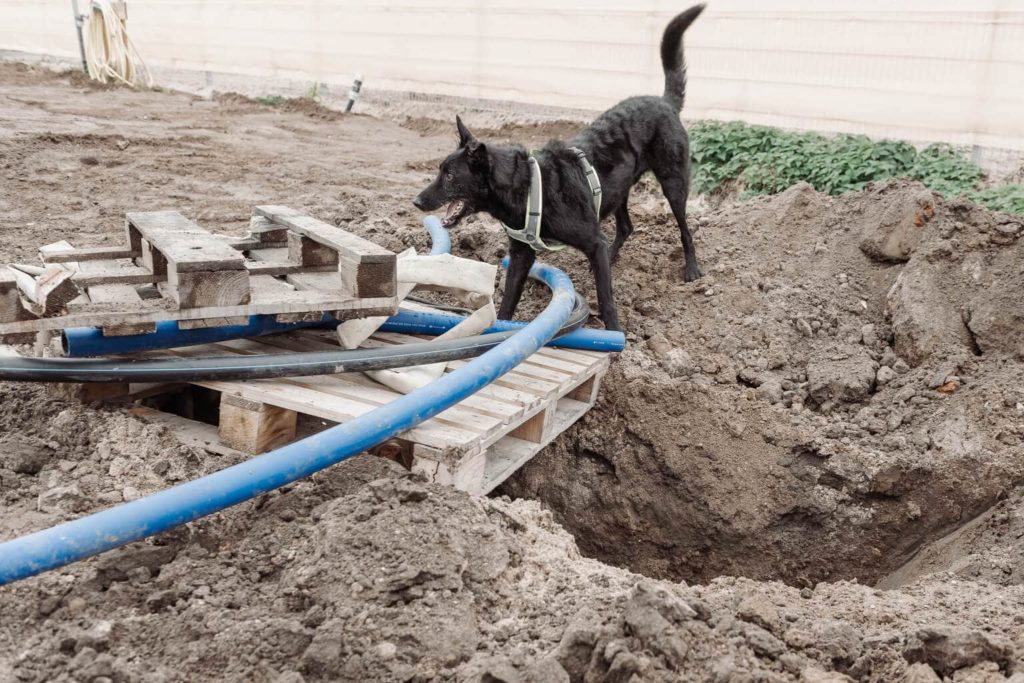 Schwarzer Hund mit einem Geschirr steht neben einem Erdloch. Über dem Erdloch befinden sich mehrere Holzpaletten und Leitungen.