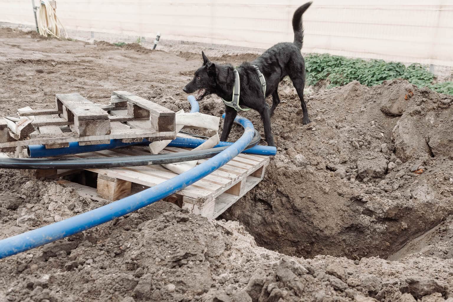 Schwarzer Hund mit einem Geschirr steht neben einem Erdloch. Über dem Erdloch befinden sich mehrere Holzpaletten und Leitungen.