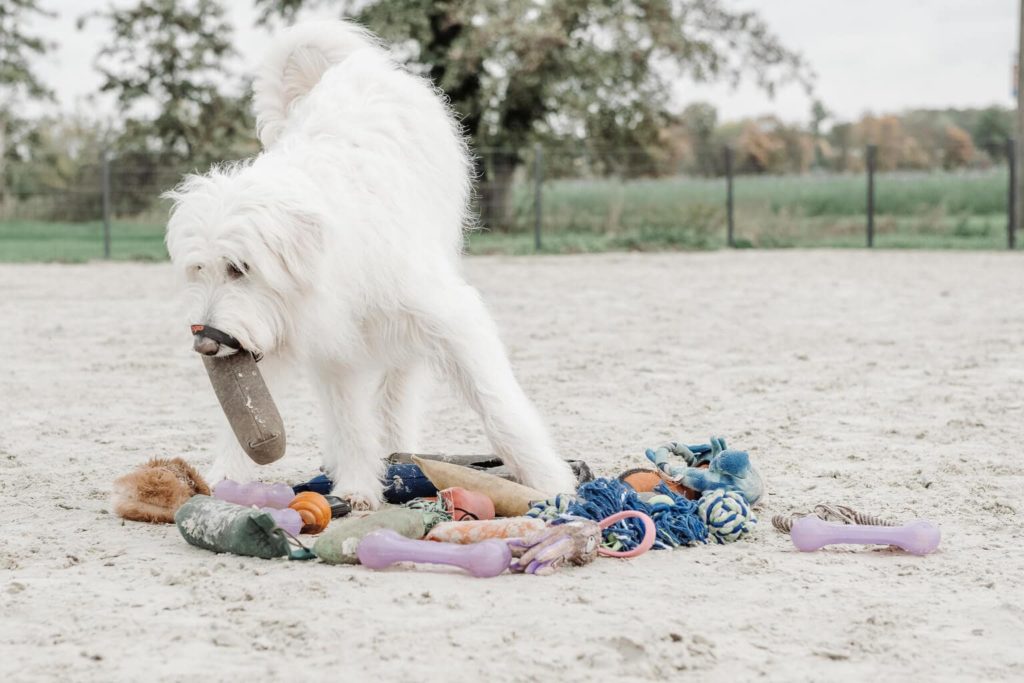 Ein weißer Hund steht über einer Auswahl von Spielzeugen und hat einen Dummy im Maul um diesen zu apportieren.