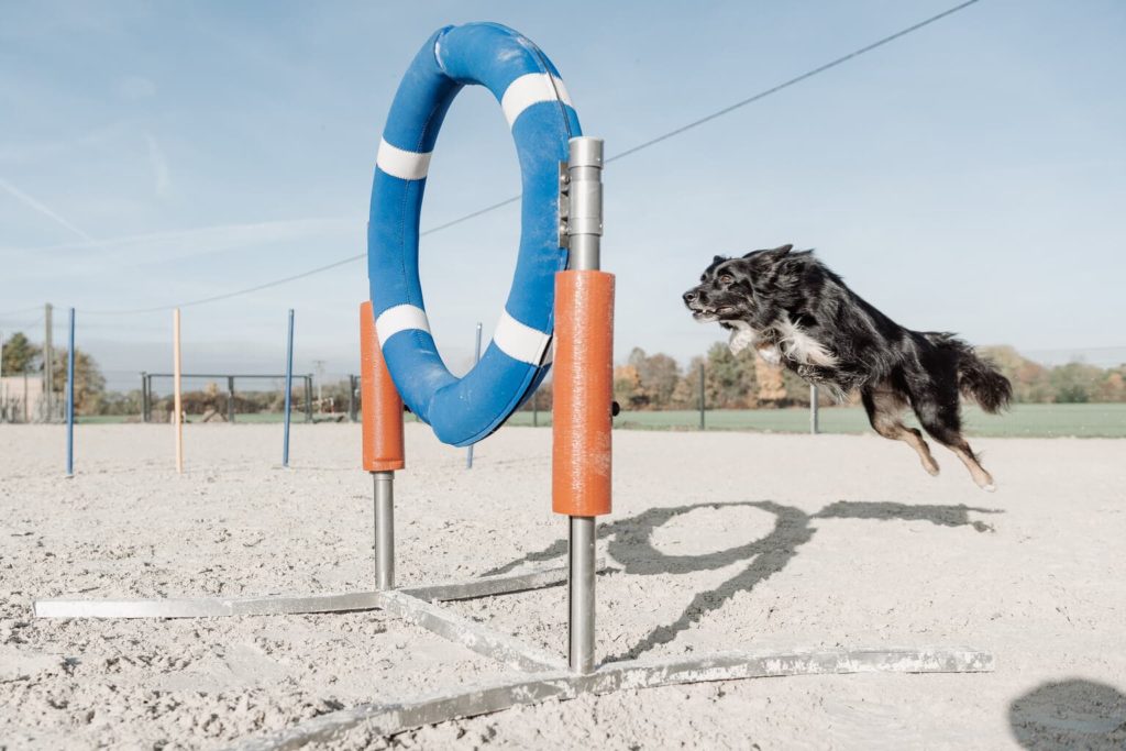 Ein Schwarzer Border Collie springt durch einen blau, weißen Reifen beim Agility Kurs. Die Hindernisse befinden sich auf sandigen Boden im eingezäunten Hundeplatz