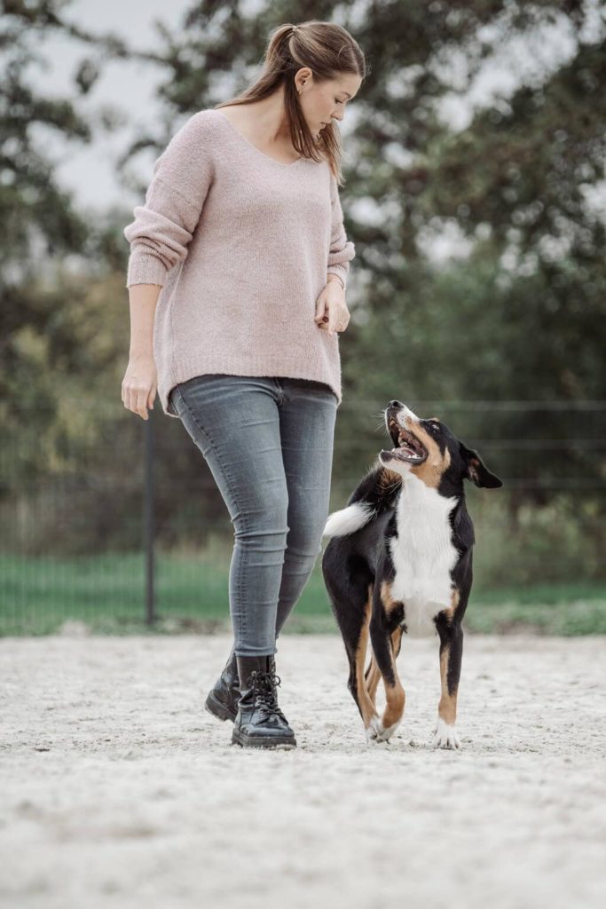 Schwarz, weiß, brauner Hund läuft bei Fuß ohne Leine neben einer Frau auf dem Hundeplatz
