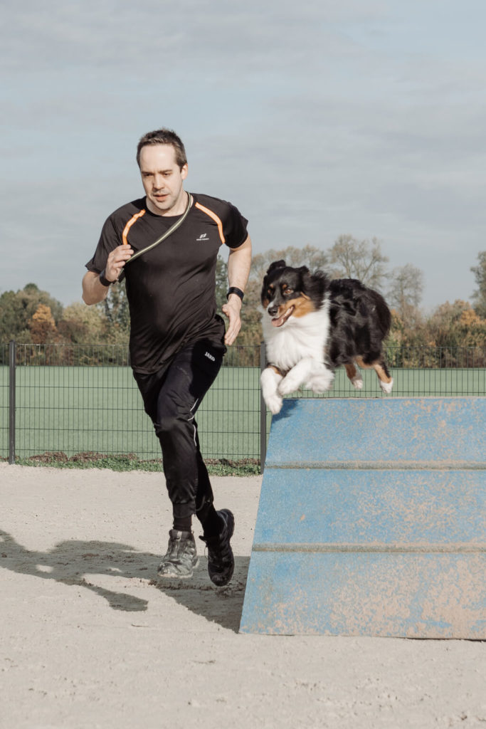 Ein Mann rennt über Sandboden. Neben ihm springt ein tricolor Australien Shepherd über eine blaue Hürde