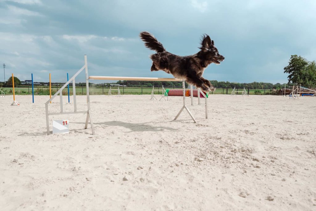 Schwarzer Hund Springt über eine Hürde beim Agility Training