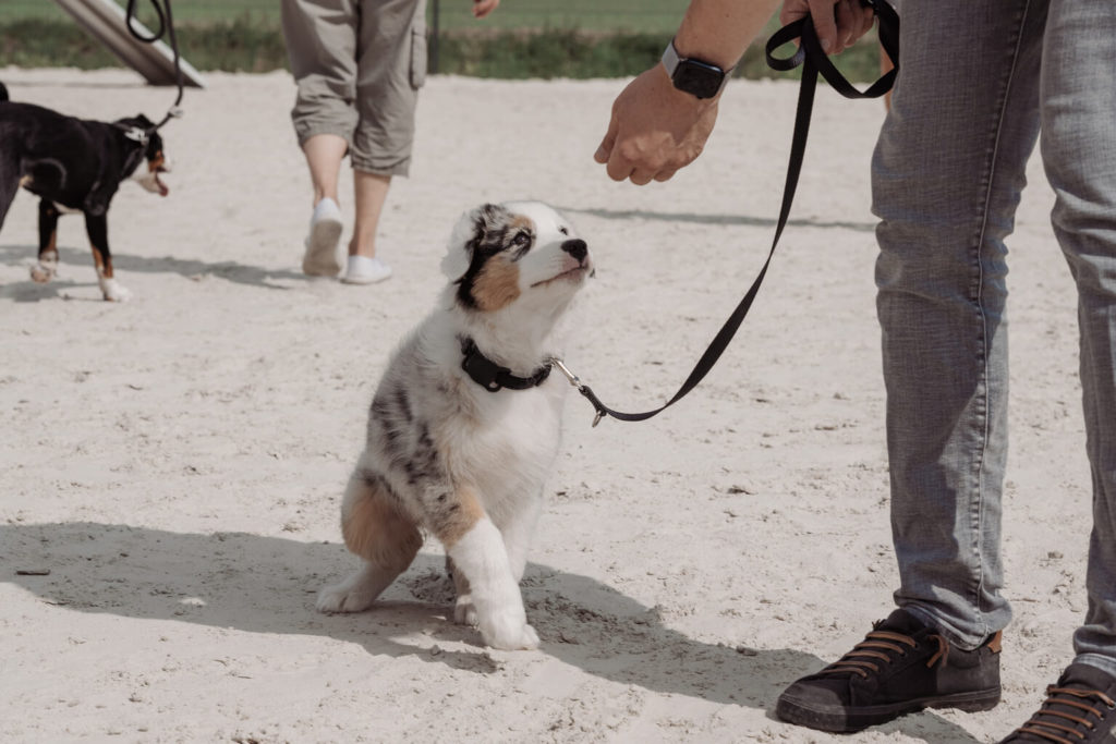 Zwei Welpen an der Leine beim Welpenkurs. Der Hund im Vordergrund bekommt gerade ein Leckerchen und ist auf die Hand seines Hundehalters fokusiert. Der Hund im Hintergrund läuft neben seinem Hundehalter.