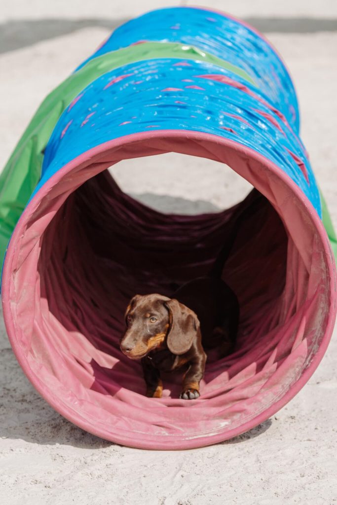 Ein brauner Dackel läuft während des Welpenkurses durch einen bunten Tunnel.