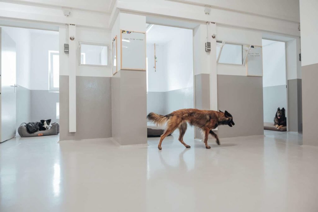 3 Zimmer im Hundehotel der Komm! Zwei Hunde Liegen auf den Kissen im Zimmer. Ein Hund läuft vorne durchs Bild.