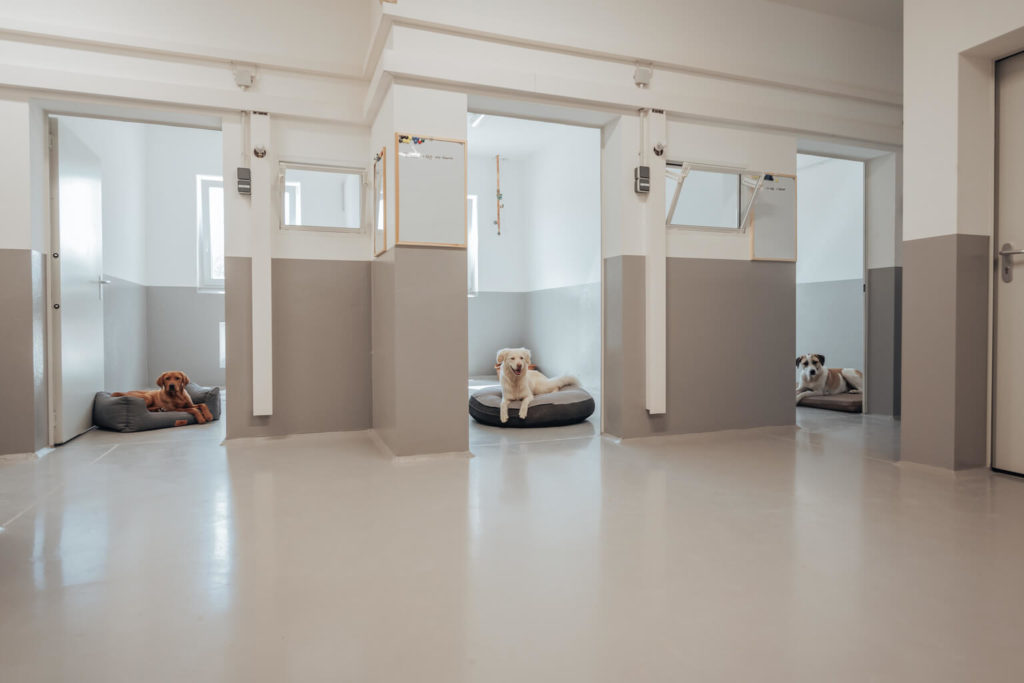 3 Zimmer im Hundehotel der Komm! Alle Hunde Liegen auf den Kissen im Zimmer.