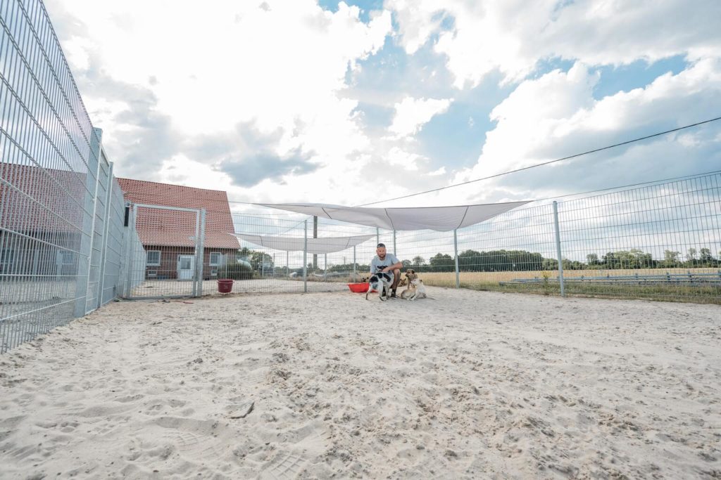 Freilaufbereich des komm! Hundehotels. Mehrere Hund um Tierpfleger Florian Symanzig in dem eingezäunten Platz liegen und stehen auf dem Sandboden