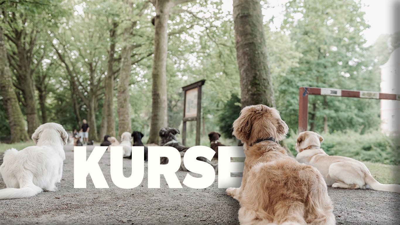 Hero Bild für die Kurse Seite. Mehrere Hunde liegen im Platz auf einer Allee. Zwischen den Hunden befindet sich der Schriftzug "Kurse"