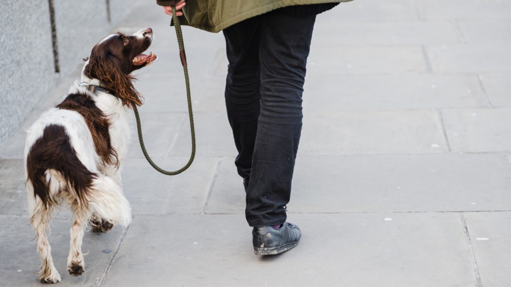 Braun weißer Hund der aufmerksam an der Leine geht und seinen Halter anschaut
