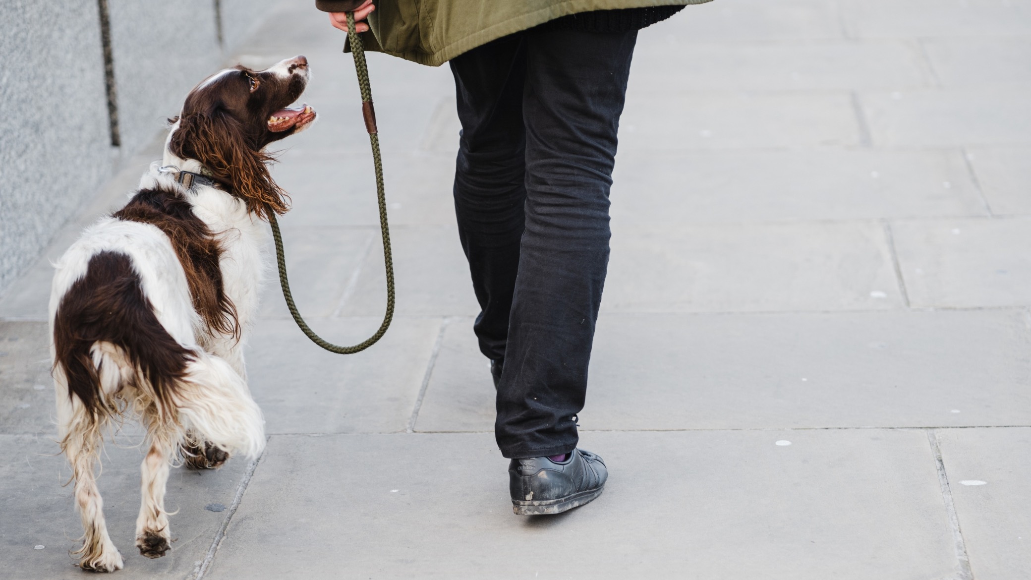 Braun weißer Hund der aufmerksam an der Leine geht und seinen Halter anschaut