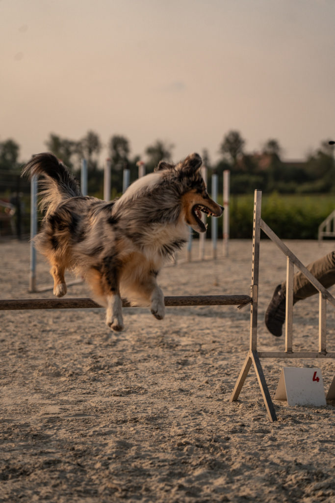 Australien Shepherd springt über eine Hürde beim Agility und schaut nach links zu seinem Halter