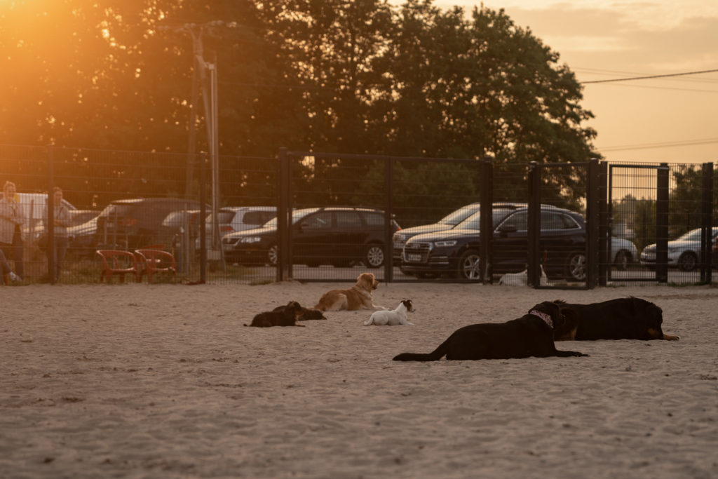 Mehrere Hunde warten auf dem Hundeplatz der Komm! Hundeschule im Platz Kommando.