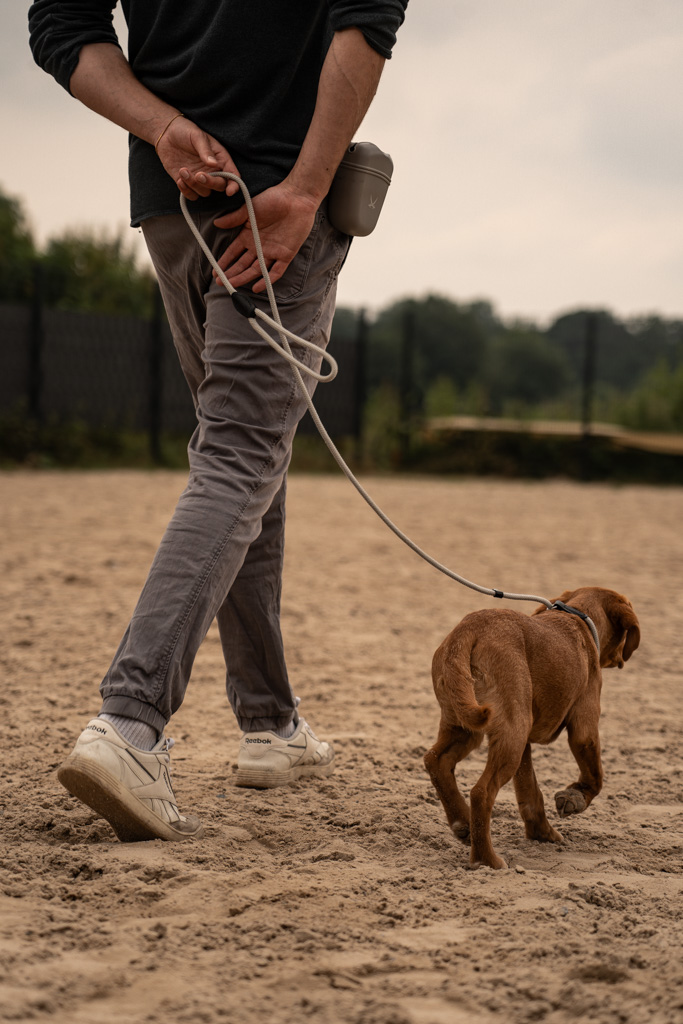 Junghund geht bei Fuß an der Leine über den Hundeplatz