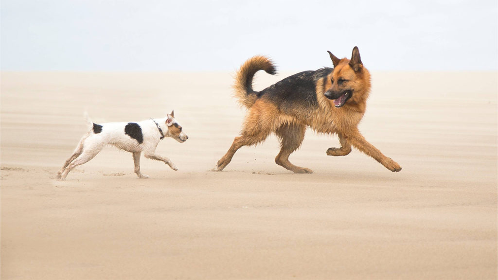 Zwei Hunde rennen über Sand. Der vordere , größere Hund schaut nach hinten zum kleineren Hund