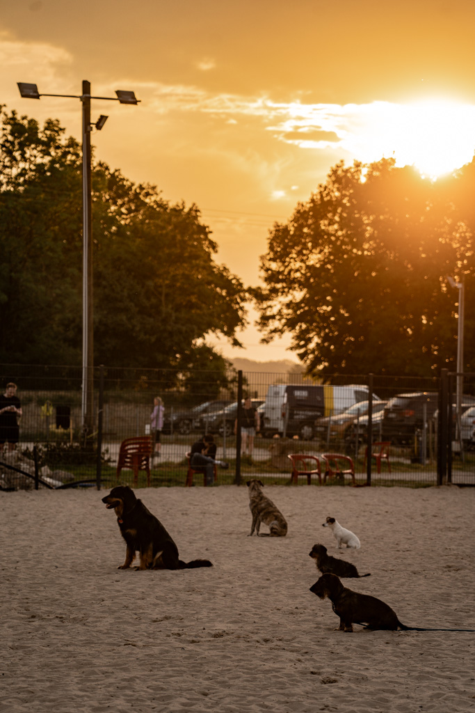 mehrere Hunde Sitzen auf dem Hundeplatz und warten auf den Abruf der Hundehalter.