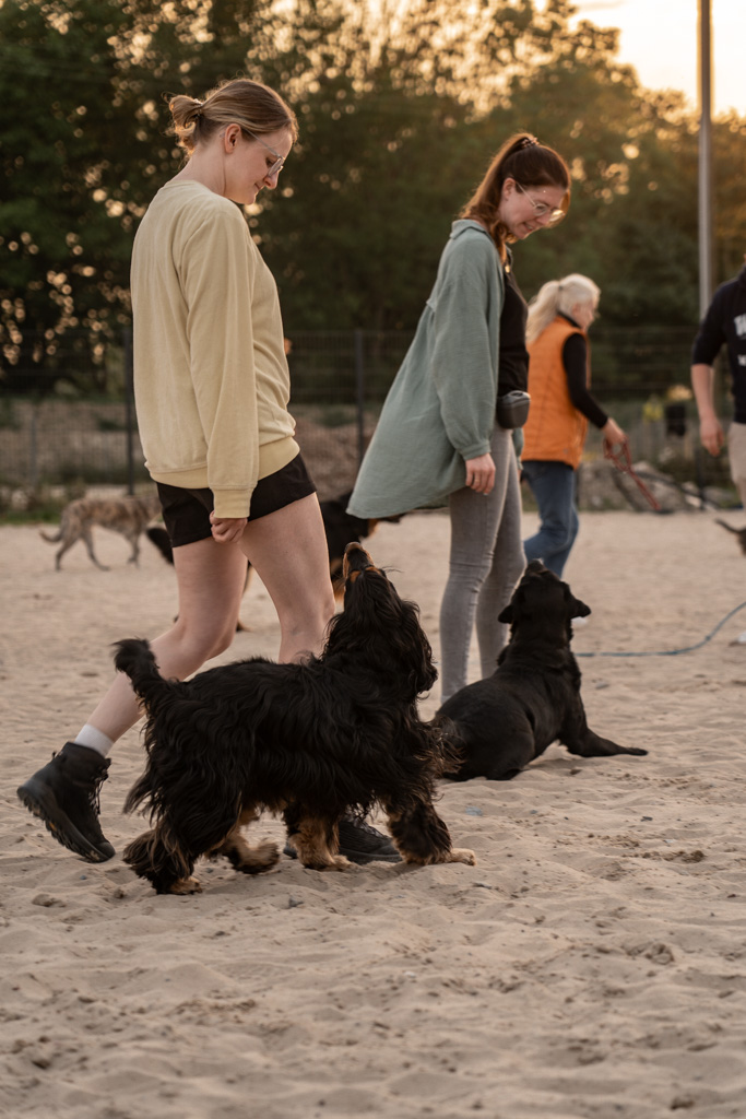 mehrere Kursteilnehmer üben das bei-Fuß-Gehen ohne Leine mit ihren Hunden