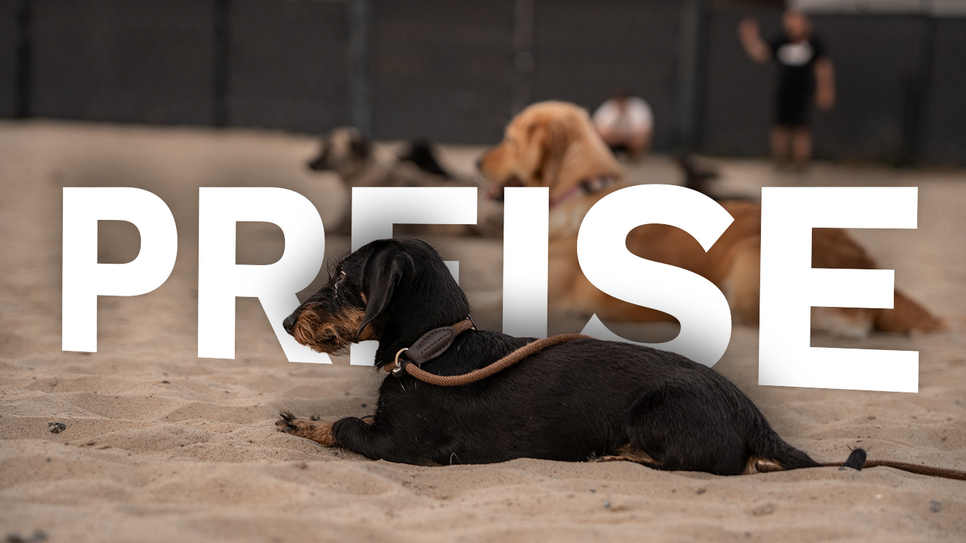 Hero-Bild mehrere Hunde liegen auf dem Hundeplatz. Ein schwarzer Dackel im Fokus und dahinter der Schriftzug "Preise"