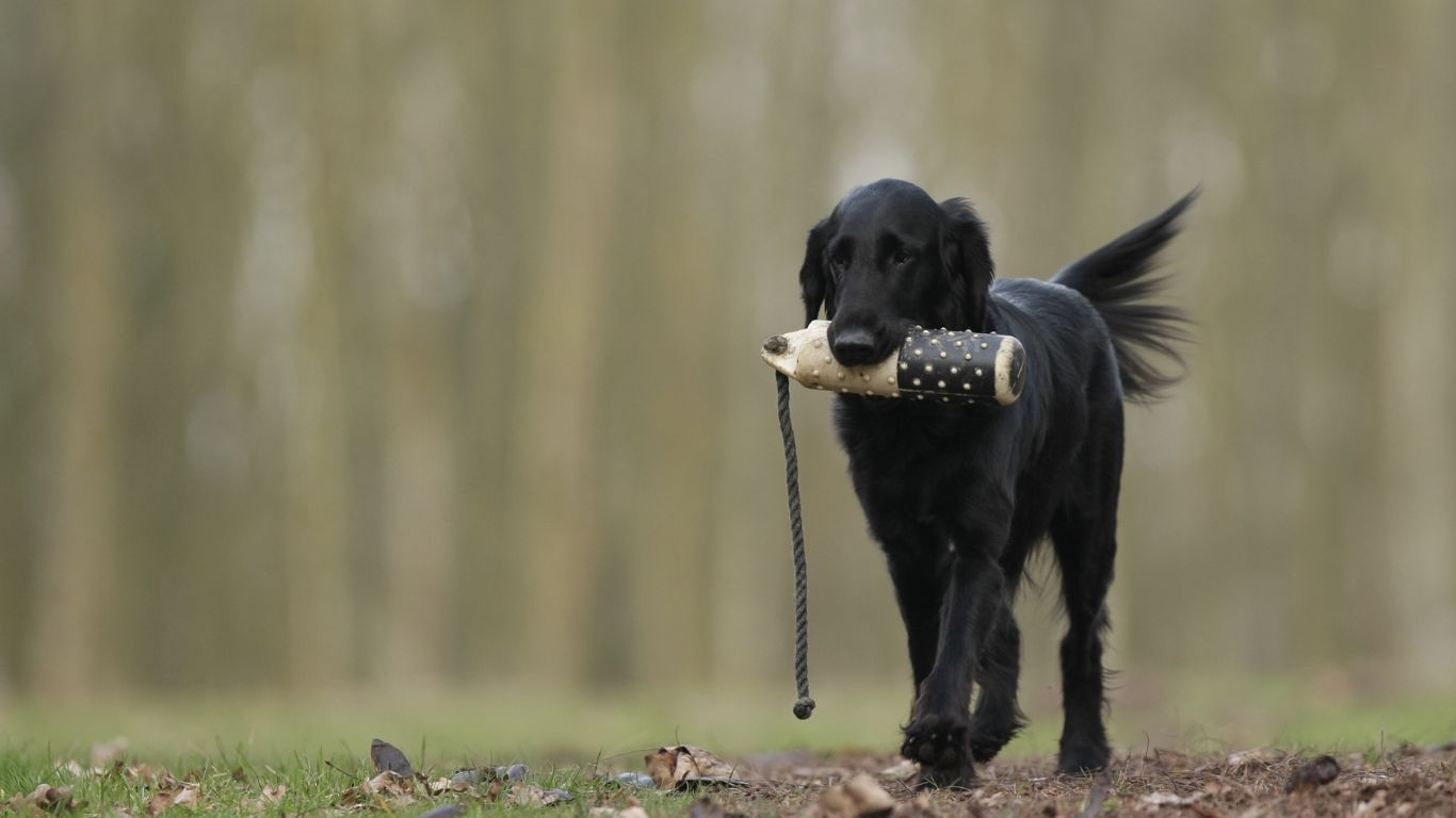Schwarzer Hund apportiert einen Dummy im Wald