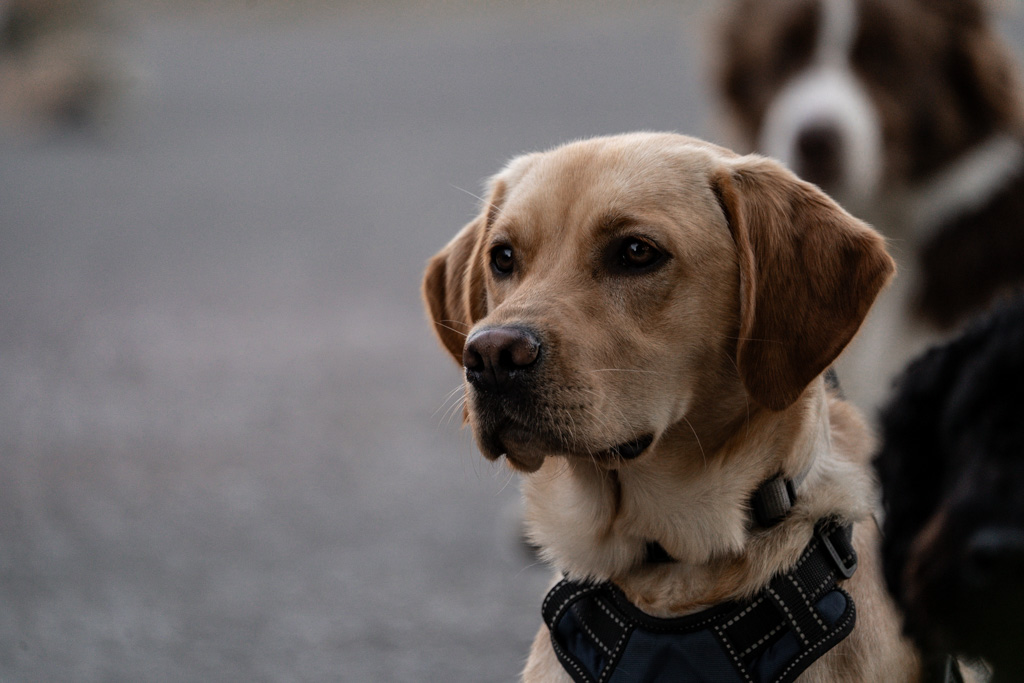 Ein Hund mit Geschirr steht neben einem anderen Hund, beide in der Therapiehundeausbildung.