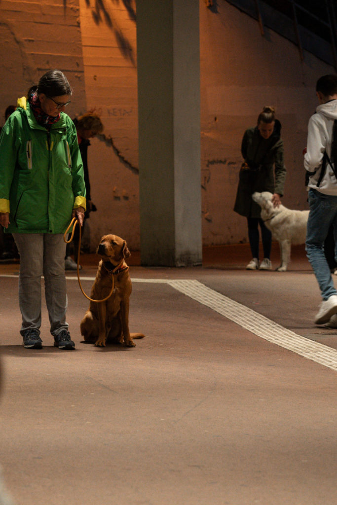 Hunde und Halter beim Training der Therapiehundeausbildung im urbanen Gelände. Labrador im Vordergrund ist im Kommando Sitz.