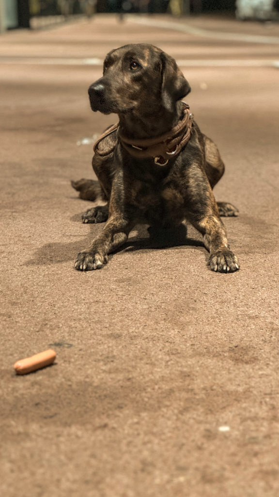 Hund im Platz mit einer Wurst vor sich. Teil des Therapiehundetrainings, reize zu ignorieren