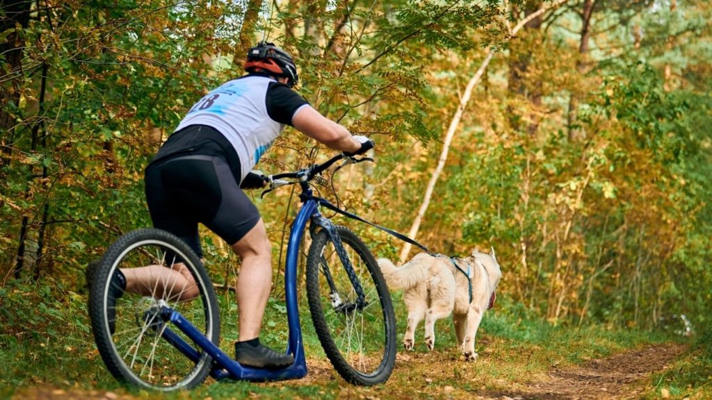 Hund und Halter beim Dogscooter. Der Hund zieht seinen Halter durch einen Wald welcher auf einem Roller steht.