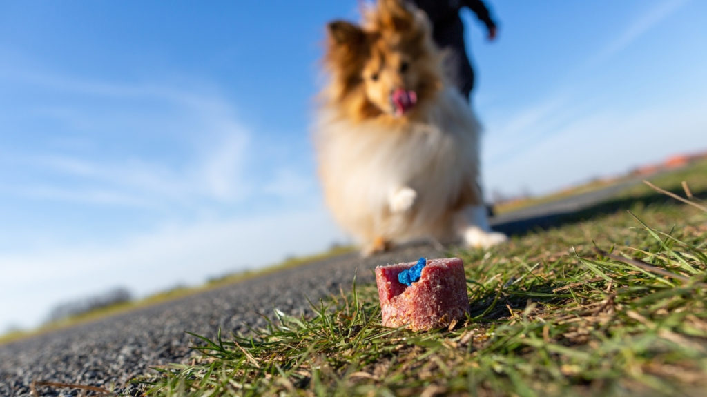 Giftköder im Vordergrund und ein Hund der darauf zuläuft im Hintergrund. Der Hund ist interessiert an dem Köder.