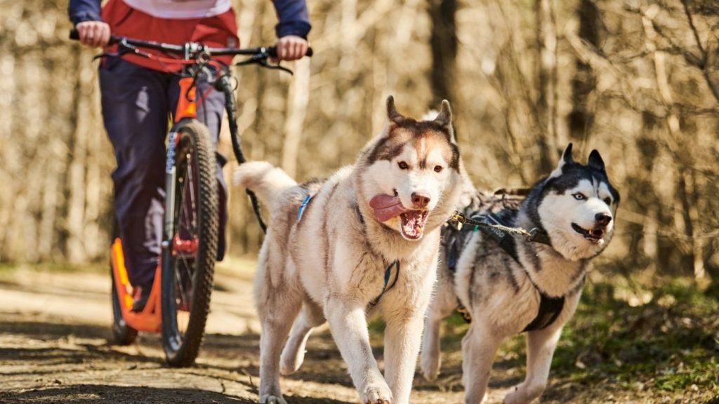 Zwei Huskys ziehen einen Hundehalter, welcher auf einem Roller steht. Die Hunde haben ein Zuggeschirr an und laufen auf Waldboden.