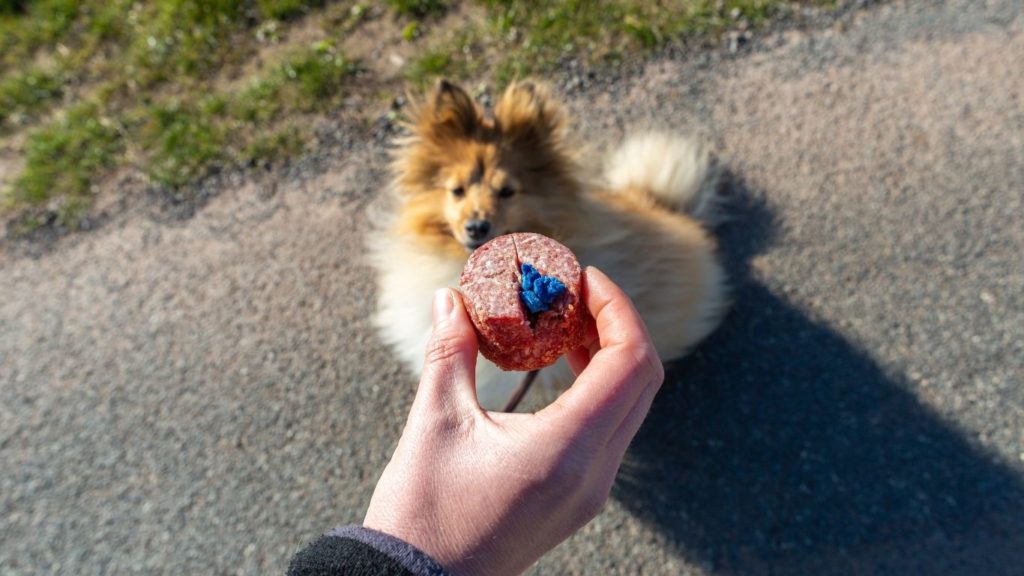 Eine Hand hält ein Stück Wurst mit blauem Gift. Davor sitz ein Hund und schaut den Giftköder an.