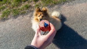 Eine Hand hält ein Stück Wurst mit blauem Gift. Davor sitz ein Hund und schaut den Giftköder an.