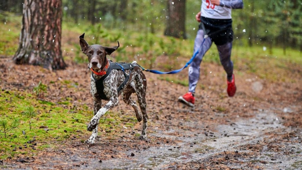 Hund zieht Jogger durch Bungeeleine durch den Wald. Canicross