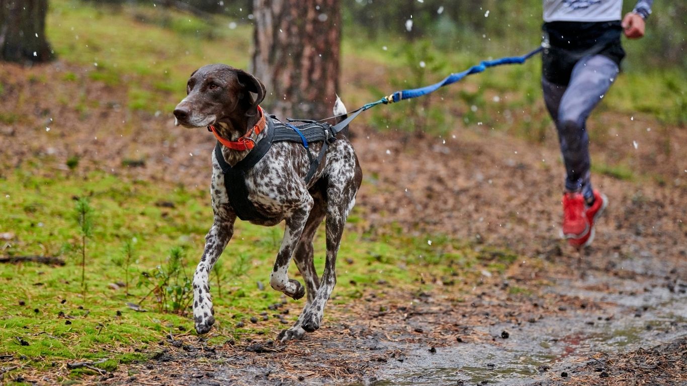 Hund mit Zuggeschirr zieht Hundehalter beim Canicross über nassen Waldboden