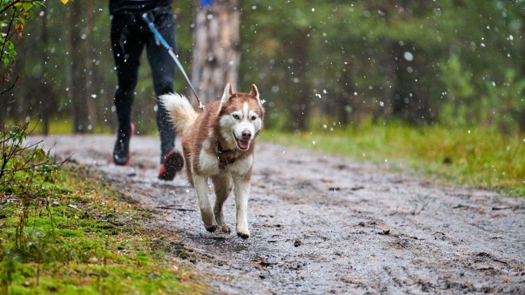 Husky mit Zuggeschirr zieht Jogger beim Canicross über matschigen Waldboden.