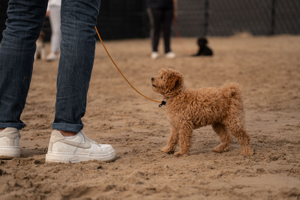 mehrere Welpen an der Leine während des Welpenkurs auf dem Hundeplatz der Komm! Hundeschule