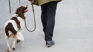 Braun weißer Hund der aufmerksam an der Leine geht und seinen Halter anschaut